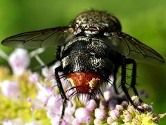 (Winthemia Bristle Fly) female rear (Winthemia Bristle Fly) female rear