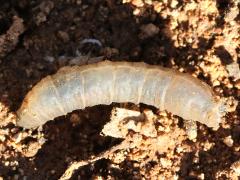 (Tipulidae Crane Fly) larva (Tipulidae Crane Fly) larva