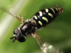 (Large-tailed Aphideater) female flying (Large-tailed Aphideater) female flying