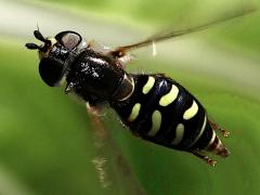 (Large-tailed Aphideater) female gliding (Large-tailed Aphideater) female gliding