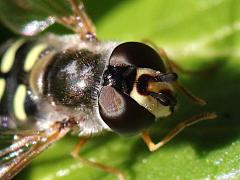 (Large-tailed Aphideater) female head (Large-tailed Aphideater) female head