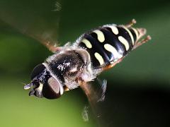 (Large-tailed Aphideater) female hovering (Large-tailed Aphideater) female hovering