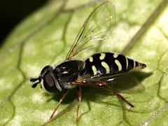 (Large-tailed Aphideater) female lateral (Large-tailed Aphideater) female lateral
