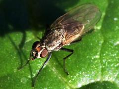 (Muscoid Fly) dorsal (Muscoid Fly) dorsal
