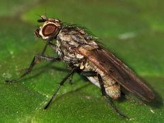 (Muscoid Fly) lateral (Muscoid Fly) lateral