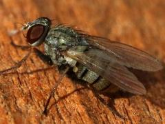 (Muscoid Fly) profile (Muscoid Fly) profile