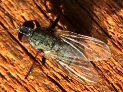 (Muscoid Fly) top (Muscoid Fly) top