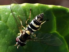 (Exotic Streaktail) dorsal (Exotic Streaktail) dorsal