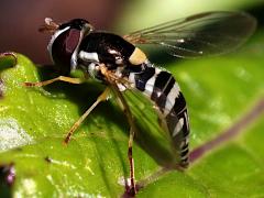 (Exotic Streaktail) lateral (Exotic Streaktail) lateral