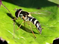 (Exotic Streaktail) profile (Exotic Streaktail) profile