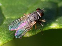 (Coenosiini Fly) dorsal (Coenosiini Fly) dorsal