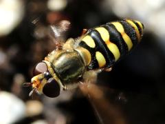 (Western Aphideater) female flying (Western Aphideater) female flying