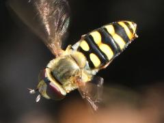 (Western Aphideater) female hovering (Western Aphideater) female hovering