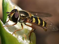 (Western Aphideater) female profile (Western Aphideater) female profile