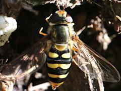 (Western Aphideater) female top (Western Aphideater) female top