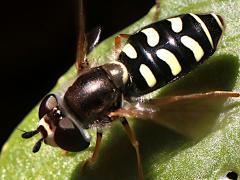 (Large-tailed Aphideater) female dorsal (Large-tailed Aphideater) female dorsal