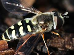 (Large-tailed Aphideater) female lateral (Large-tailed Aphideater) female lateral
