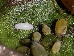 (Exotic Streaktail) egg among aphids (Exotic Streaktail) egg among aphids