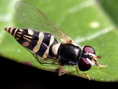 (Exotic Streaktail) female dorsal (Exotic Streaktail) female dorsal