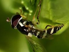 (Exotic Streaktail) female lateral (Exotic Streaktail) female lateral