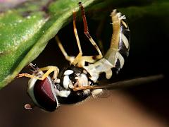 (Exotic Streaktail) female ovipositing (Exotic Streaktail) female ovipositing