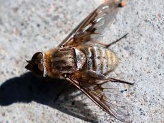 (Villini Bee Fly) dorsal (Villini Bee Fly) dorsal