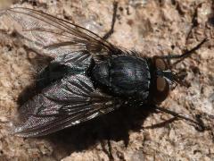 (Blue Blowfly) male dorsal (Blue Blowfly) male dorsal
