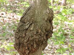 (Eutypella Canker) canker on Sugar Maple (Eutypella Canker) canker on Sugar Maple