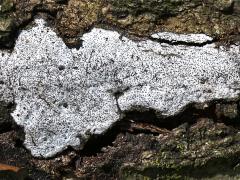(Hypoxylon Canker) log (Hypoxylon Canker) log