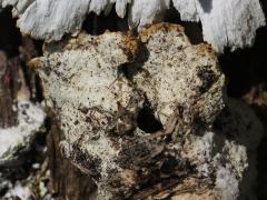 (Laetiporus Shelf Fungus) underside (Laetiporus Shelf Fungus) underside