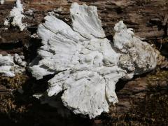 (Laetiporus Shelf Fungus) upperside (Laetiporus Shelf Fungus) upperside