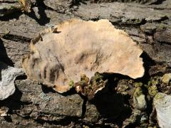 (Fasciatum Shelf Fungus) underside (Fasciatum Shelf Fungus) underside