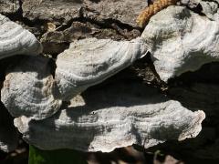 (Fasciatum Shelf Fungus) upperside (Fasciatum Shelf Fungus) upperside