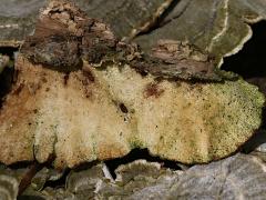 (Turkey-Tail) pale underside (Turkey-Tail) pale underside