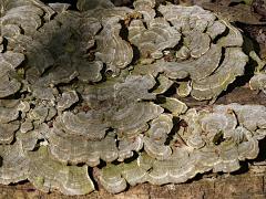 (Turkey-Tail) pale upperside (Turkey-Tail) pale upperside