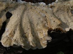 (Turkey-Tail) underside (Turkey-Tail) underside