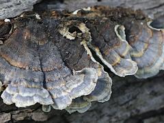 (Turkey-Tail) upperside (Turkey-Tail) upperside