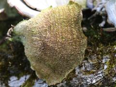 (Trichaptum Bracket) underside (Trichaptum Bracket) underside