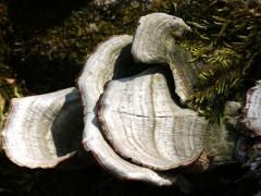 (Trichaptum Bracket) upperside (Trichaptum Bracket) upperside