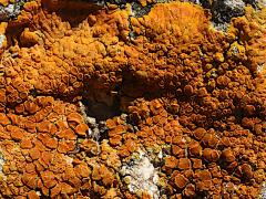 (Teloschistaceae Sunburst Lichen) on rocks