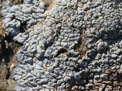 (Lecanoromycetes Lichen) on rocks
