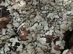 (Xanthoparm Rock Shield Lichen) on rocks