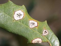 (Oak Anthracnose) on Southern Live Oak