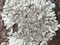 (Xanthoparm Rock Shield Lichen) on rocks