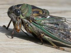 (Scissor Grinder) male (Scissor Grinder) male