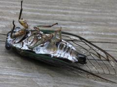 (Scissor Grinder) male ventral (Scissor Grinder) male ventral