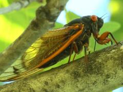 (Dwarf Periodical Cicada) lateral (Dwarf Periodical Cicada) lateral