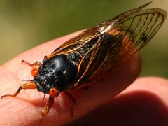 (Dwarf Periodical Cicada) male dorsal (Dwarf Periodical Cicada) male dorsal