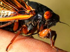 (Dwarf Periodical Cicada) male front (Dwarf Periodical Cicada) male front