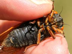 (Dwarf Periodical Cicada) male ventral tymbals (Dwarf Periodical Cicada) male ventral tymbals